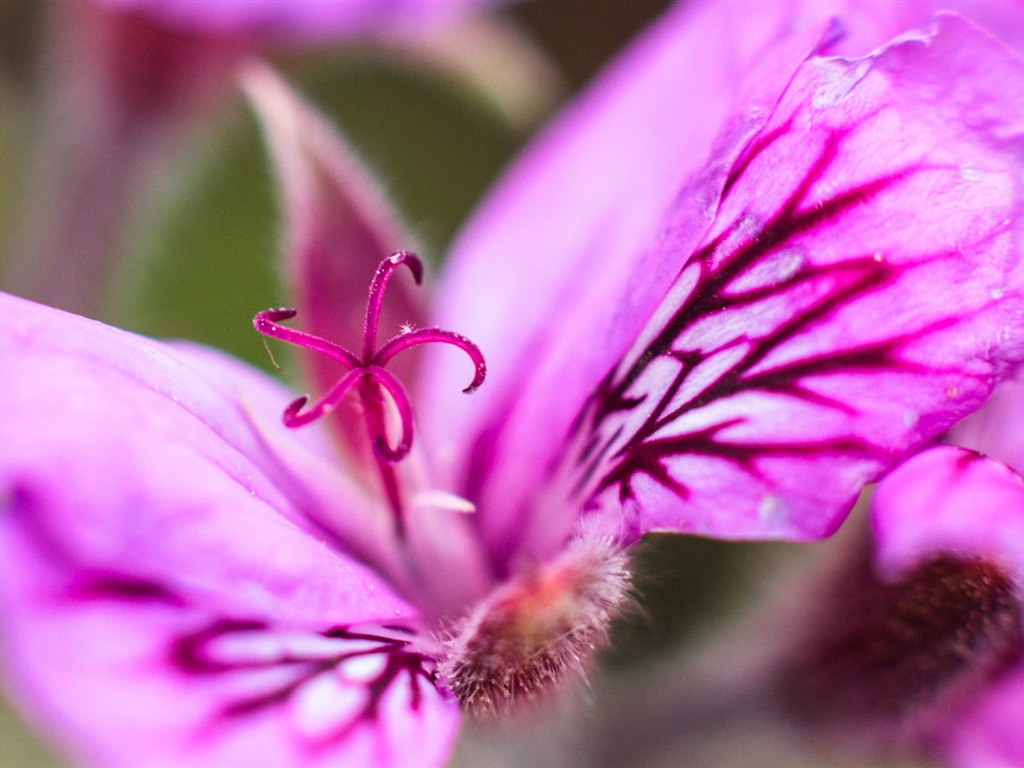 Primer plano macro de fondos de pantalla de alta definición hermosas flores #16 - 1024x768