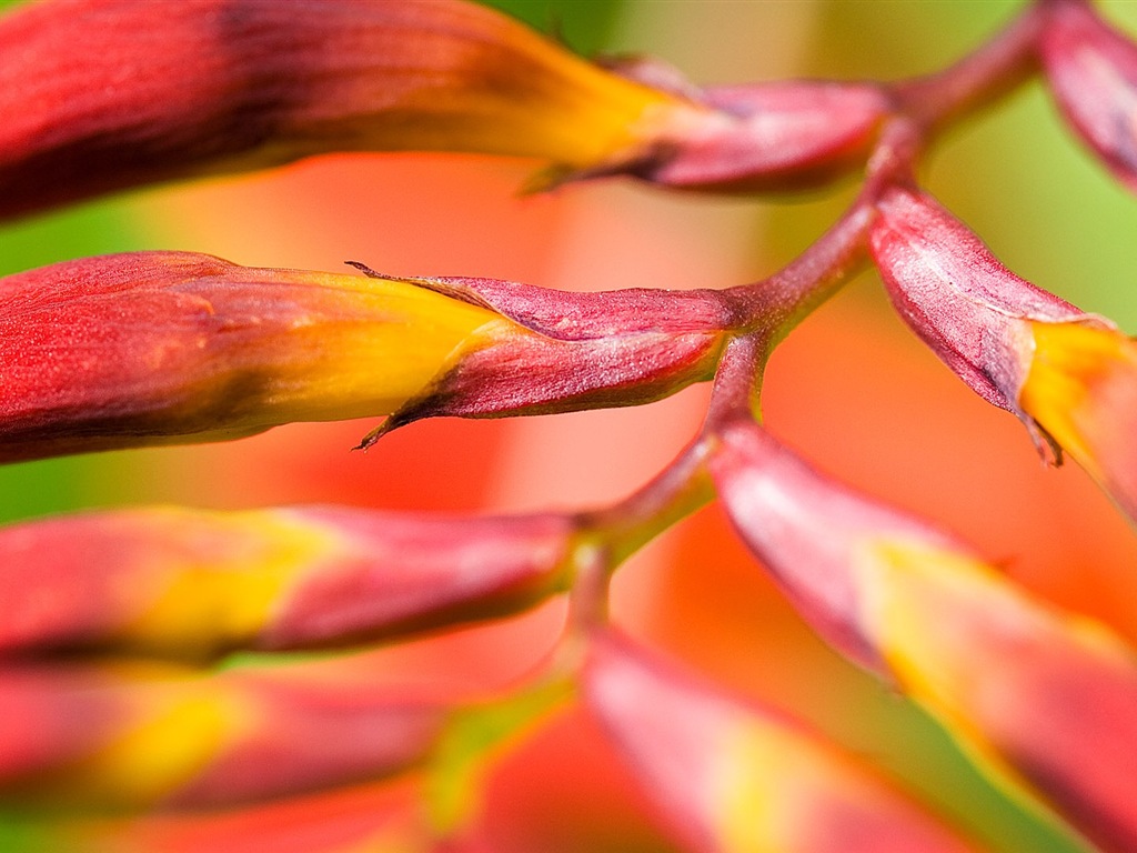 Macro close-up of beautiful flowers HD wallpapers #19 - 1024x768