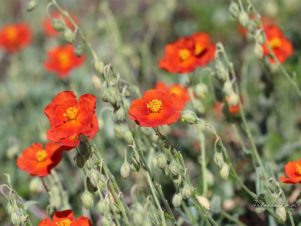 春暖花開，Windows 8 主題壁紙 #6 - 1024x768