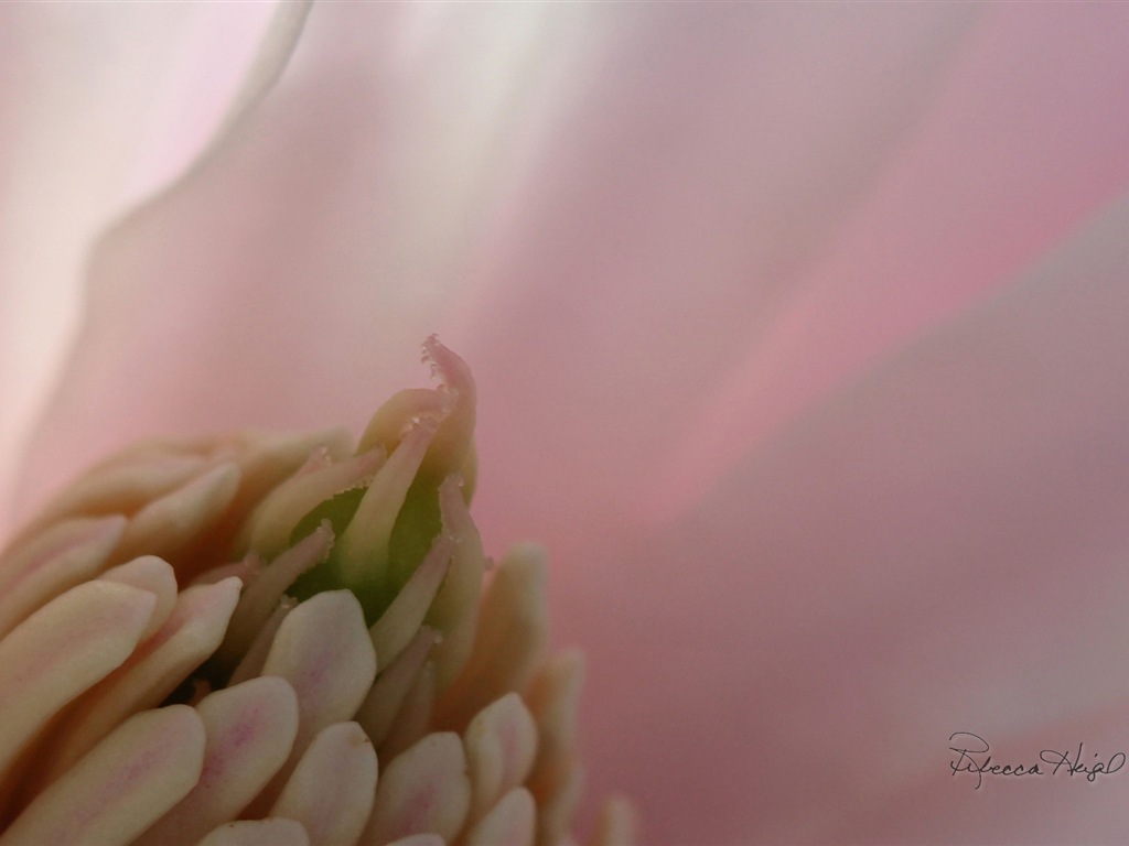 봄 꽃의 꽃, 윈도우 8 테마 배경 화면 #11 - 1024x768
