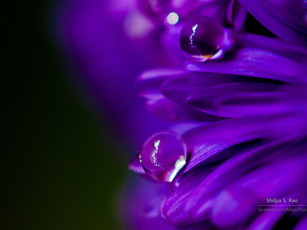 Fleurs avec la rosée close-up, Windows 8 fonds d'écran HD #3 - 1024x768