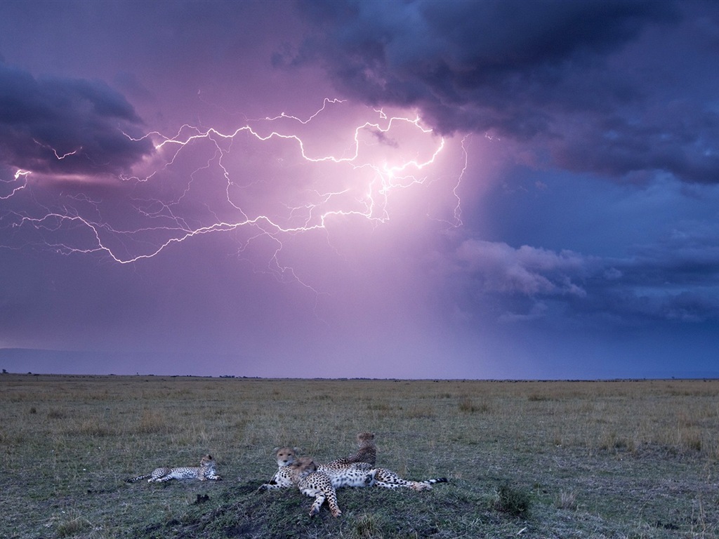 Lightning Thunder HD tapety na plochu #9 - 1024x768