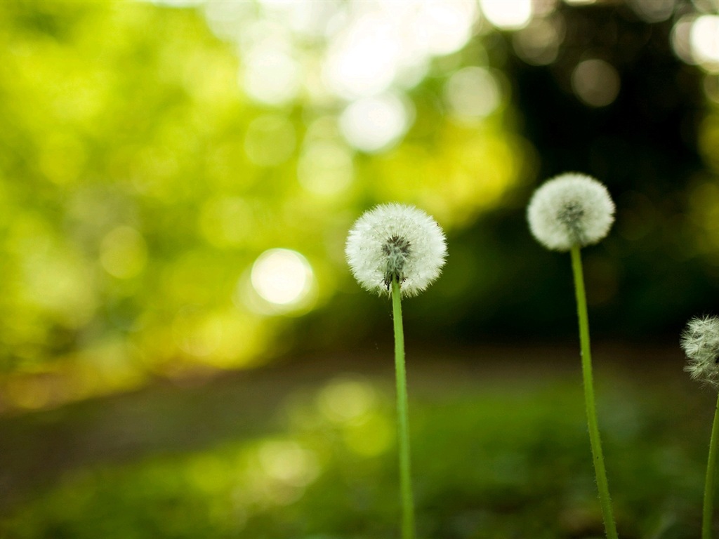 Beautiful plants close-up, dandelion HD wallpapers #5 - 1024x768