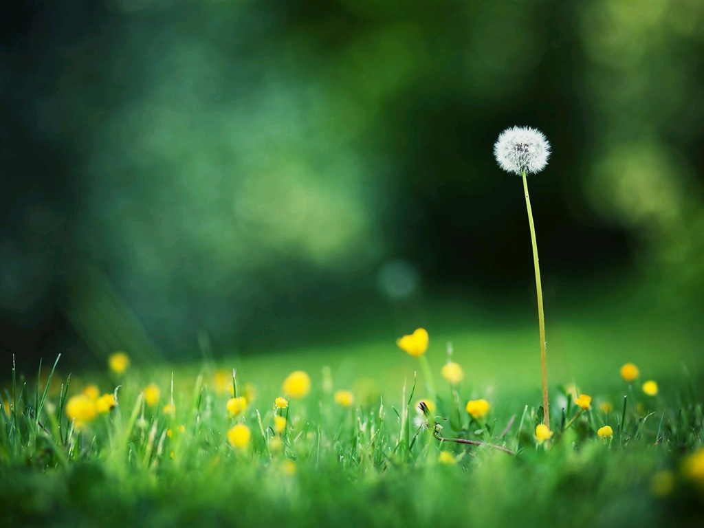 Hermosas plantas de primer plano, fondos de pantalla de alta definición de diente de león #8 - 1024x768