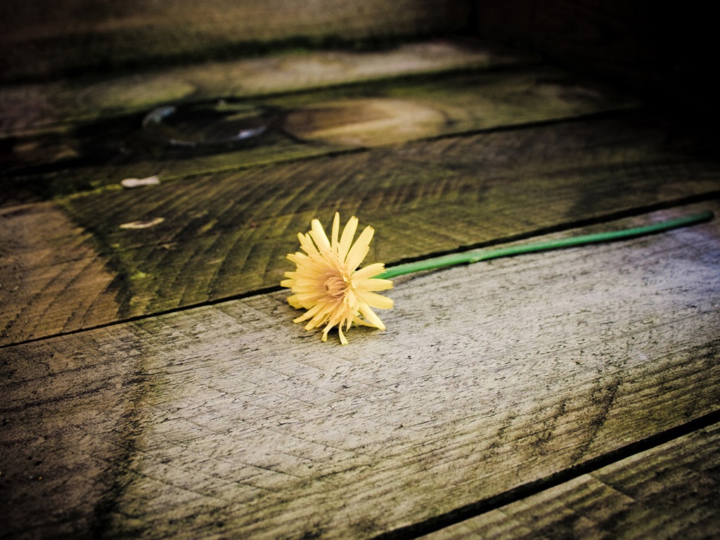 Beautiful plants close-up, dandelion HD wallpapers #13 - 1024x768