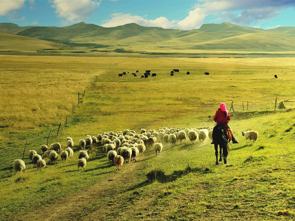 Qinghai Plateau krásné scenérie tapety #7 - 1024x768