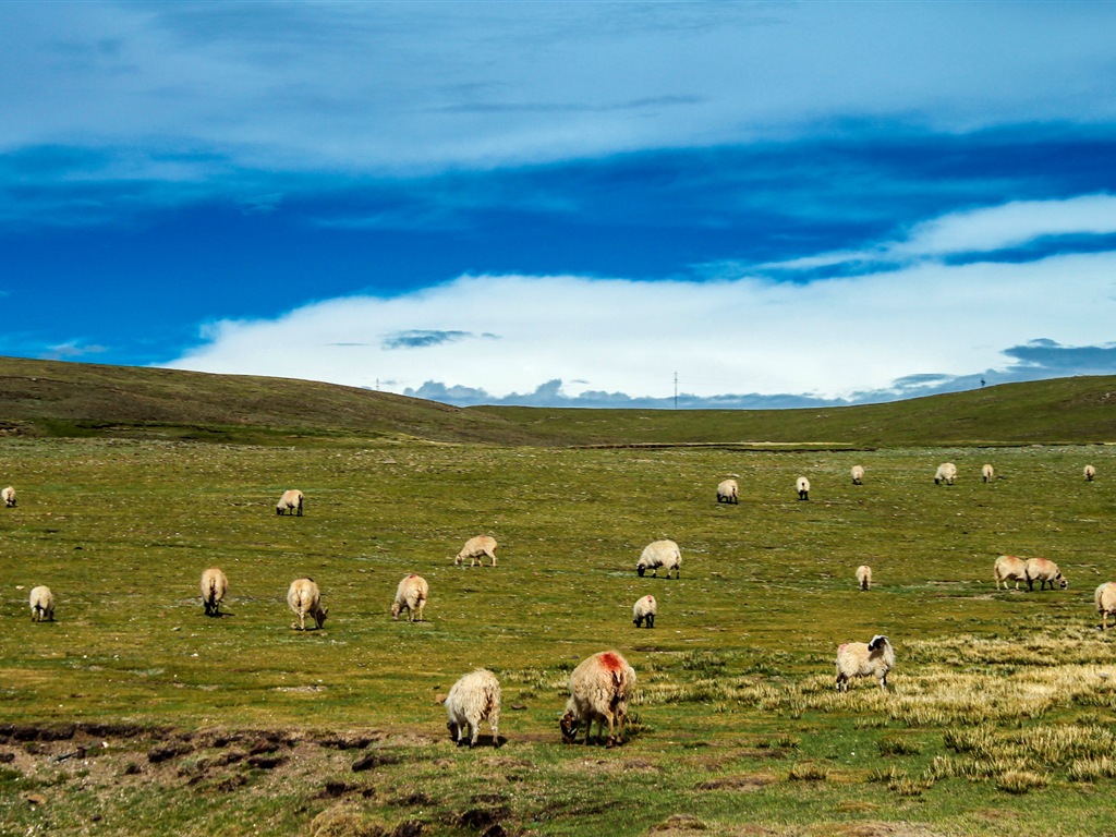 Qinghai Plateau krásné scenérie tapety #17 - 1024x768