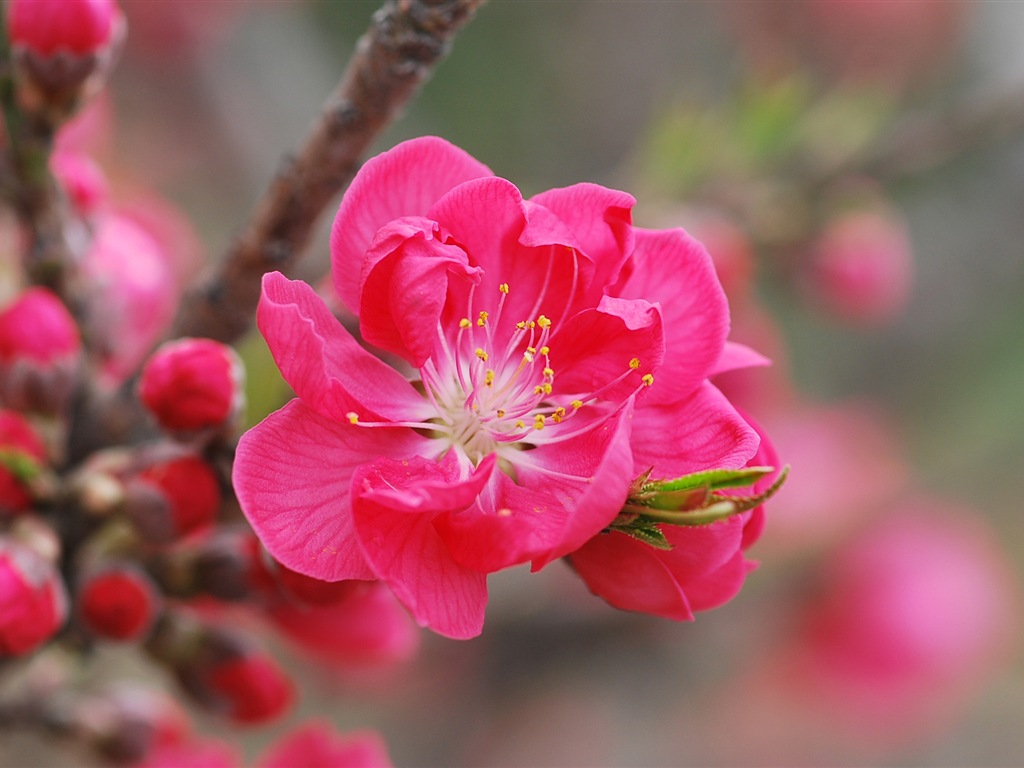 핑크 복숭아 꽃의 HD 벽지 #1 - 1024x768