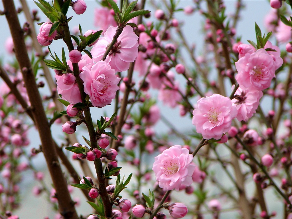 Pink peach flowers HD wallpaper #2 - 1024x768