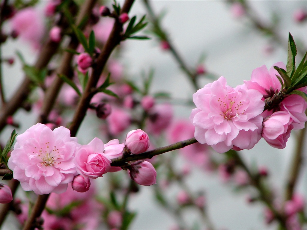 Pink peach flowers HD wallpaper #3 - 1024x768