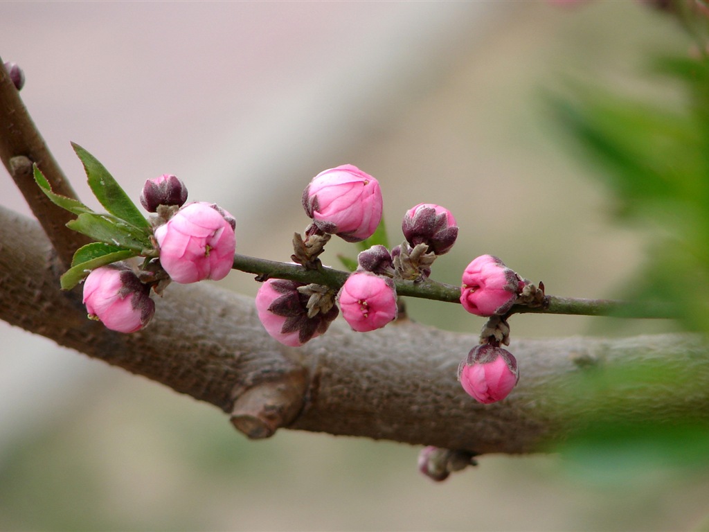 Pink peach flowers HD wallpaper #4 - 1024x768