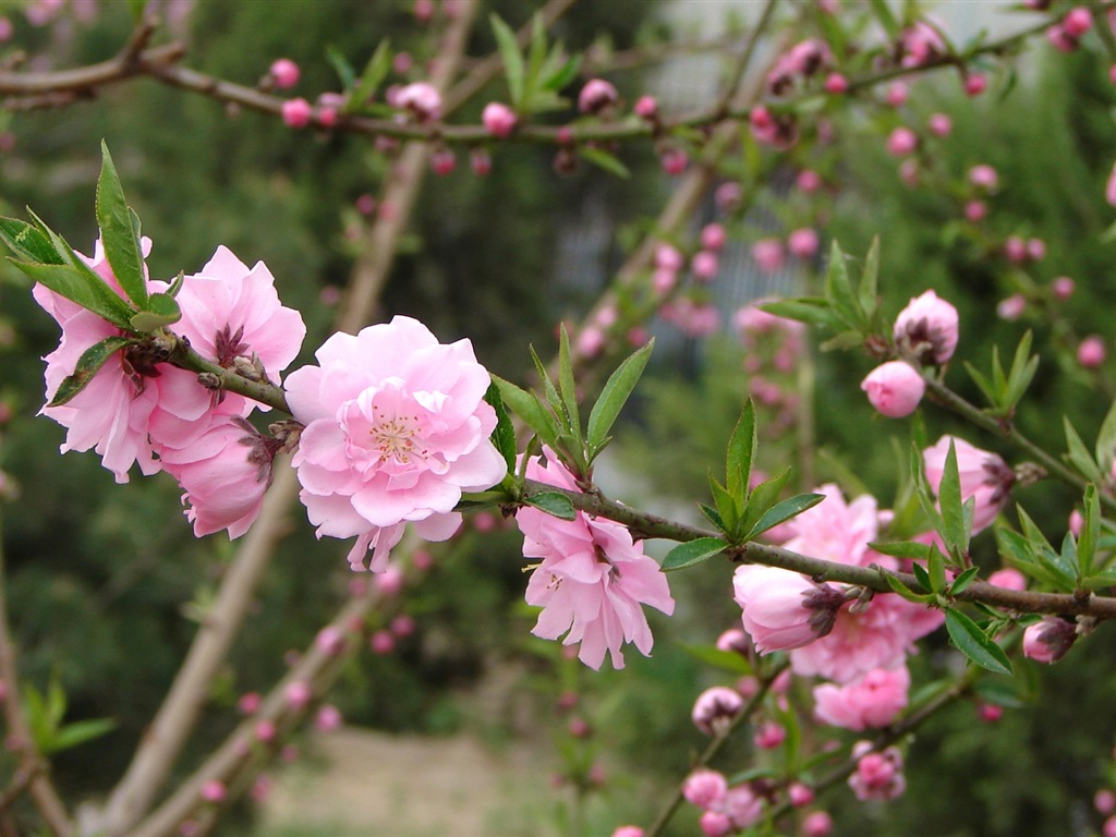 粉红的桃花 高清壁纸6 - 1024x768