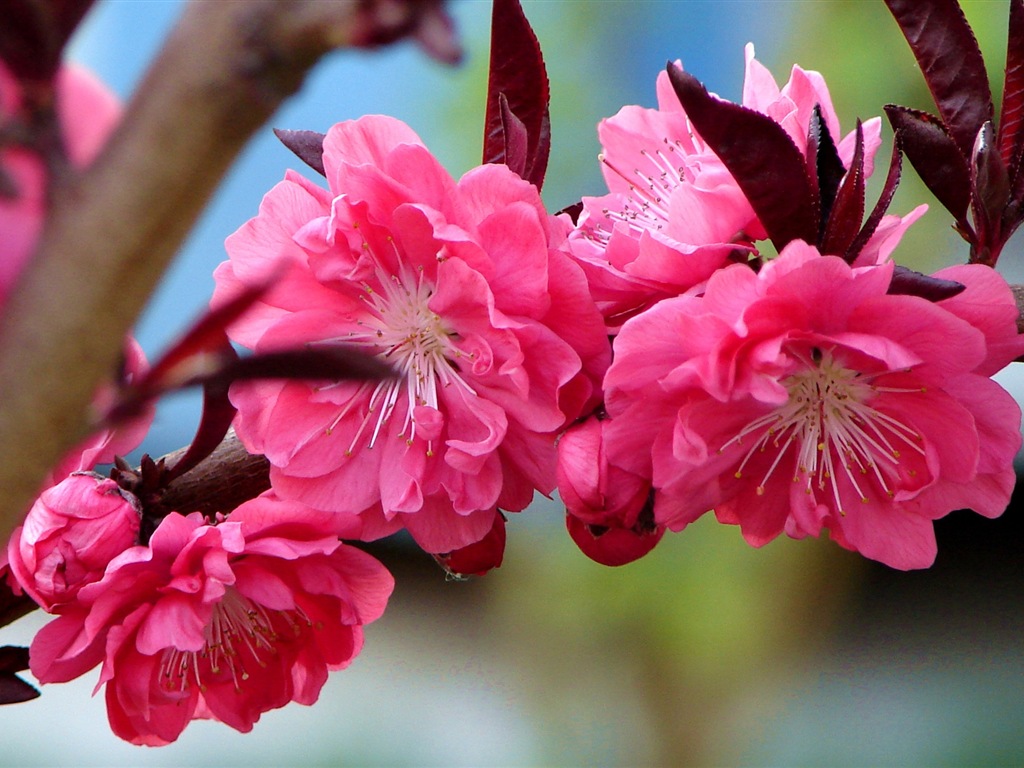 Pink peach flowers HD wallpaper #9 - 1024x768