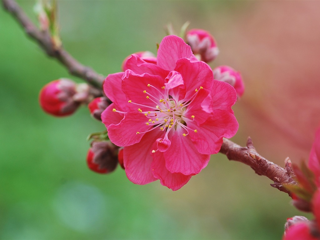 Pink peach flowers HD wallpaper #10 - 1024x768