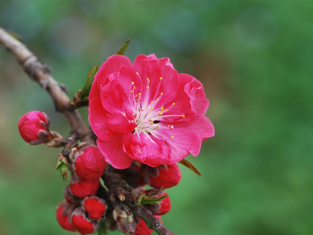 Pink peach flowers HD wallpaper #11 - 1024x768