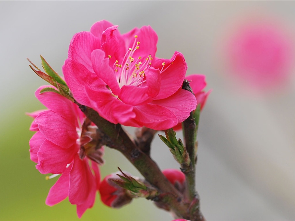 Pink peach flowers HD wallpaper #12 - 1024x768