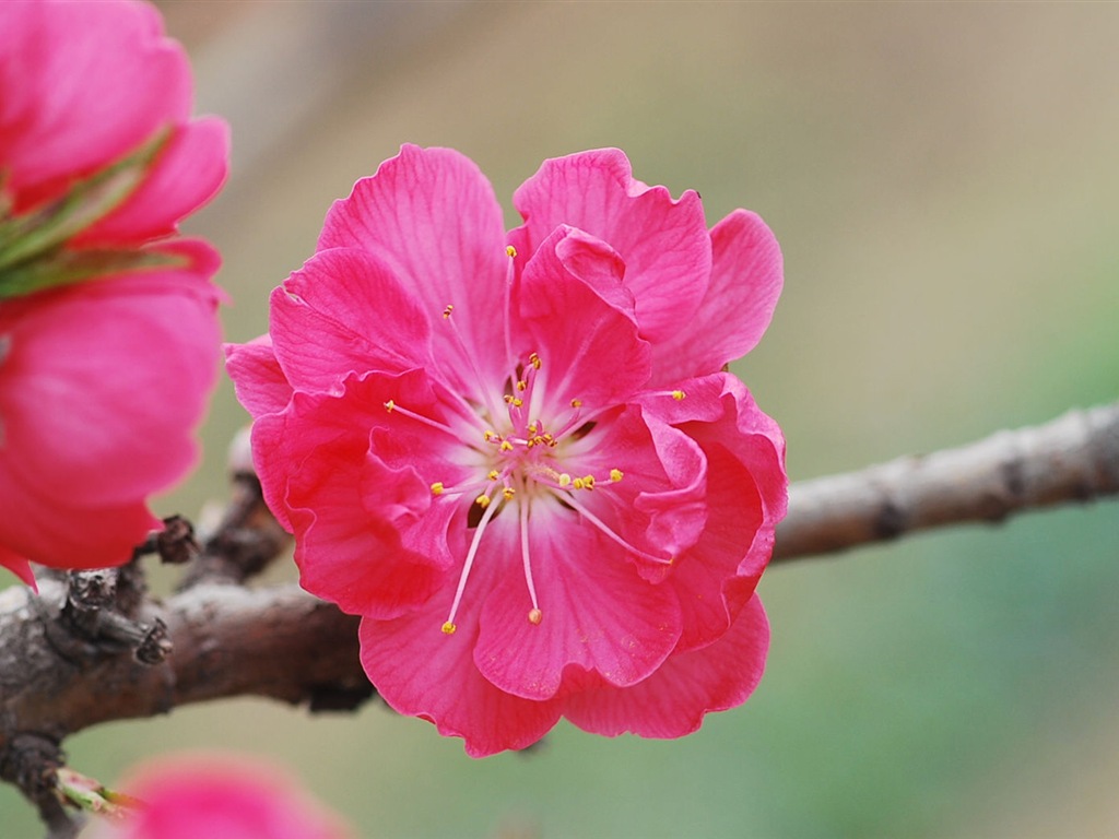 Pink peach flowers HD wallpaper #13 - 1024x768