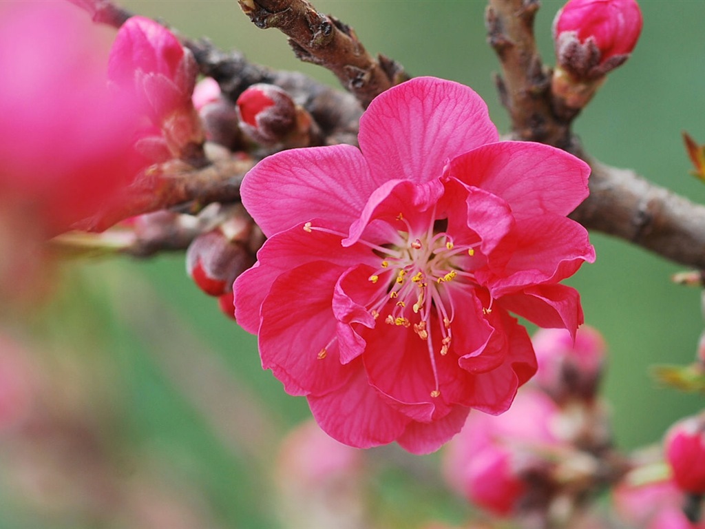 Pink peach flowers HD wallpaper #14 - 1024x768