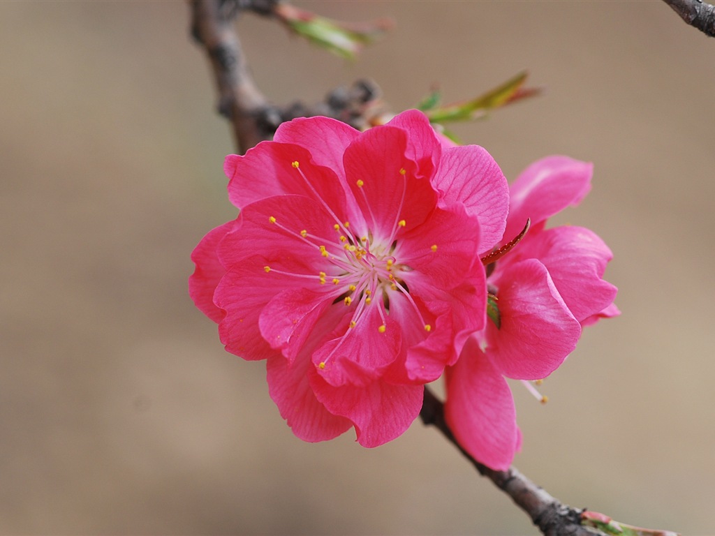 粉紅的桃花 高清壁紙 #15 - 1024x768