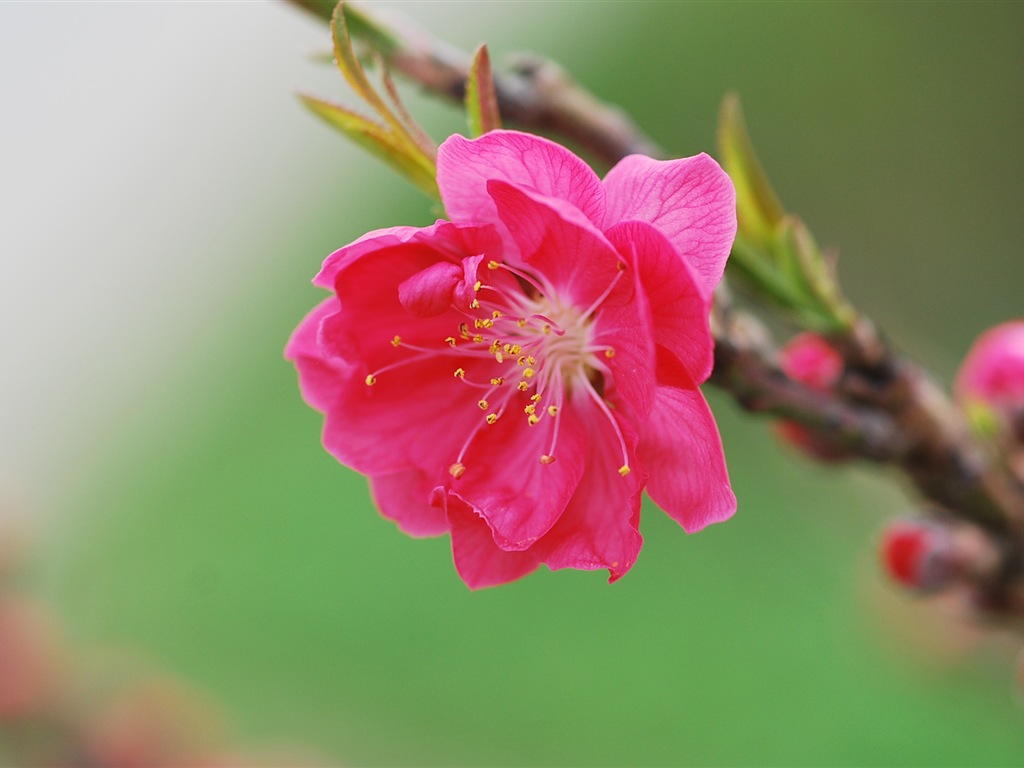 Pink peach flowers HD wallpaper #16 - 1024x768