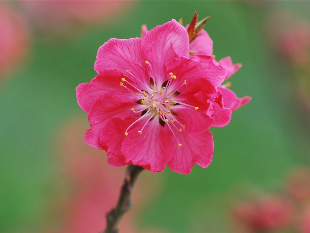 Pink peach flowers HD wallpaper #17 - 1024x768