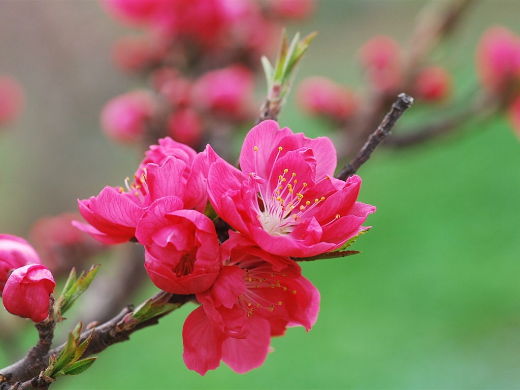 Pink peach flowers HD wallpaper #18 - 1024x768