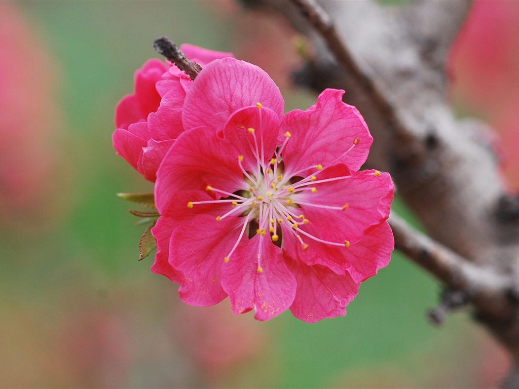 Pink peach flowers HD wallpaper #19 - 1024x768