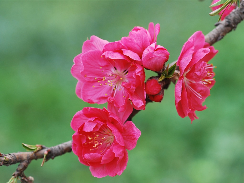 Fleurs de pêchers en fleurs d'écran HD #20 - 1024x768