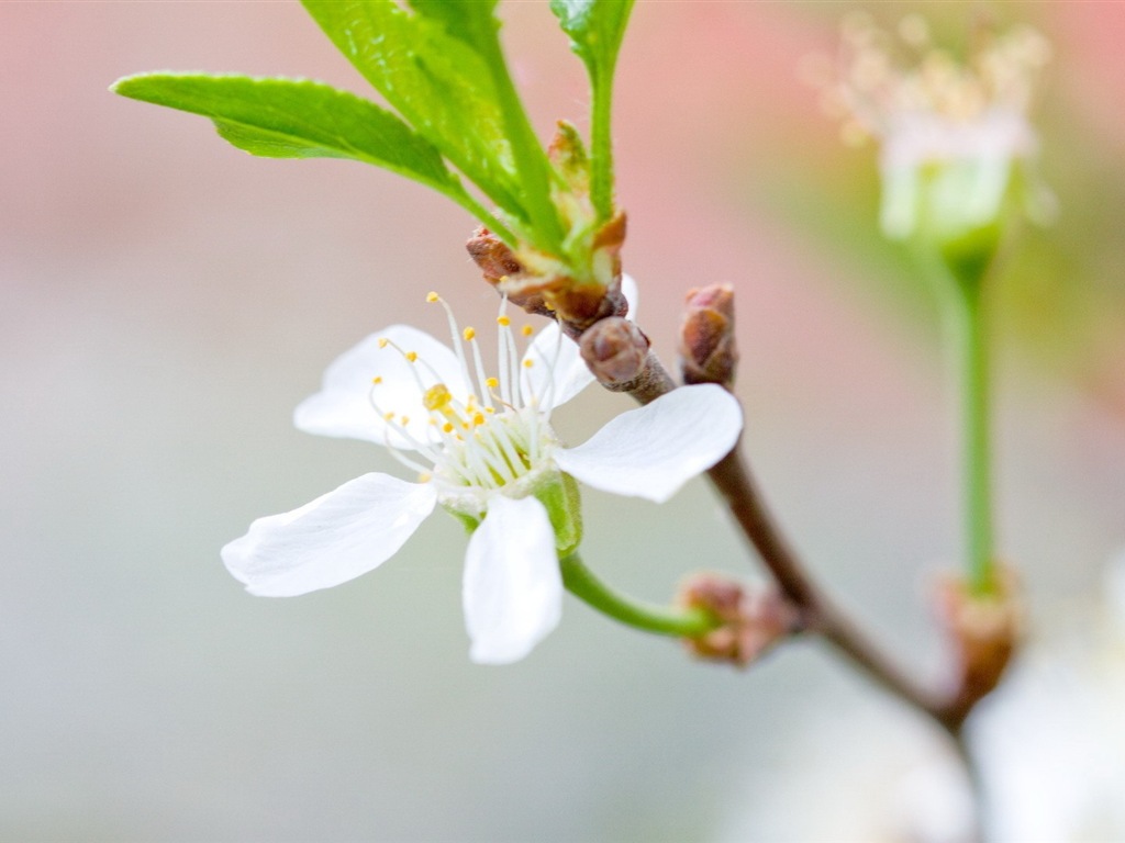 Hazy belles fleurs d'écran HD #2 - 1024x768