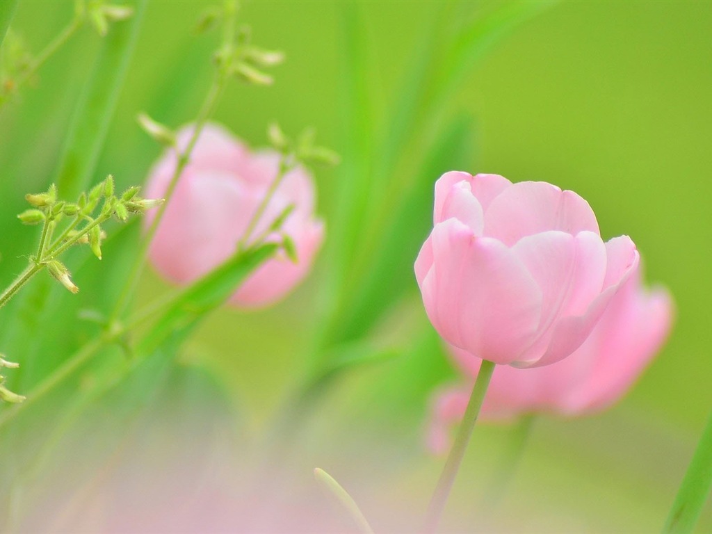 Hazy belles fleurs d'écran HD #4 - 1024x768