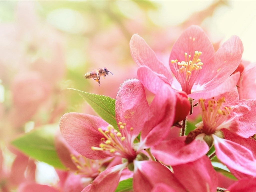 Hazy beautiful flowers HD wallpaper #5 - 1024x768