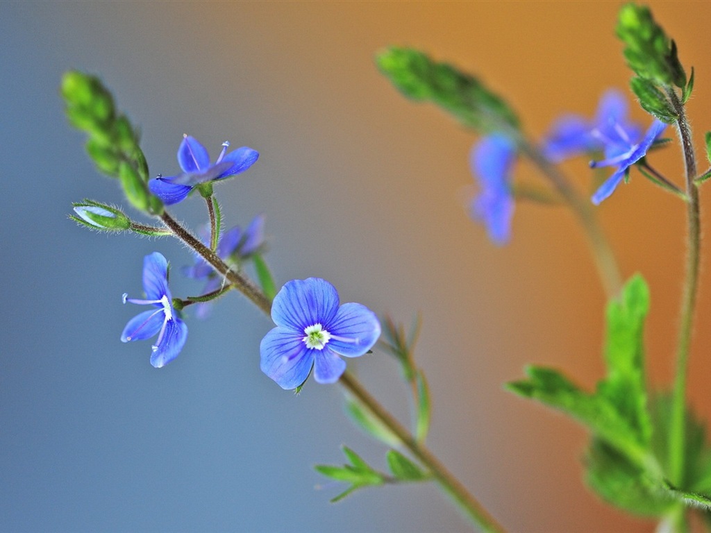 Hazy hermosas flores fondos de escritorio de alta definición #9 - 1024x768