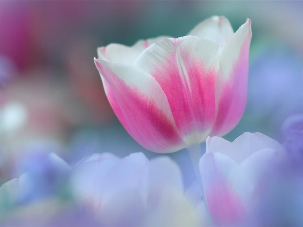 헷갈리는 아름다운 꽃의 HD 벽지 #10 - 1024x768