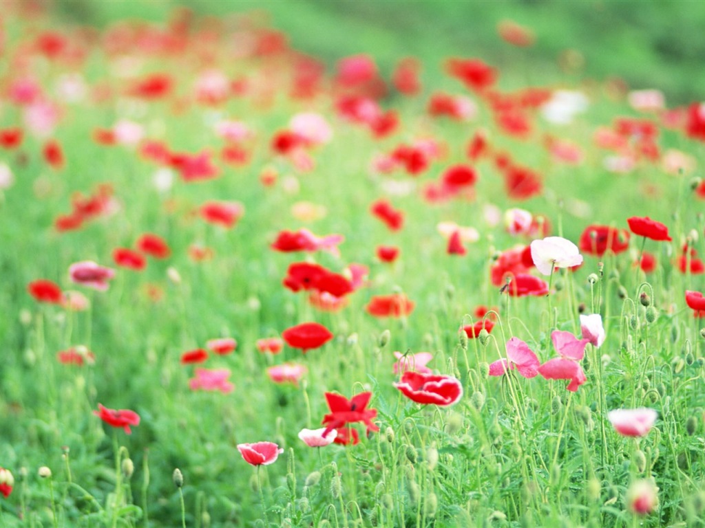 Hazy belles fleurs d'écran HD #17 - 1024x768