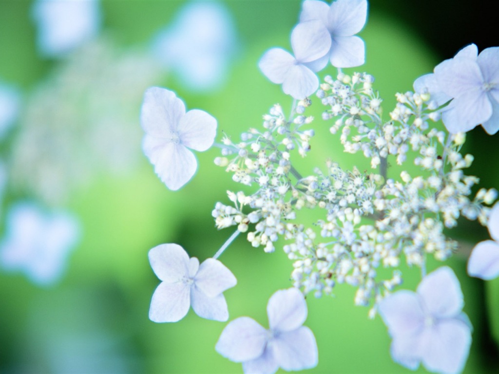 Hazy belles fleurs d'écran HD #19 - 1024x768