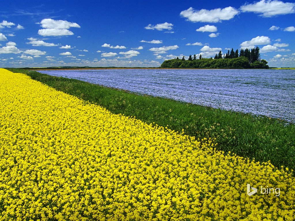 Října 2014 Bing scenérie HD Tapety na plochu #20 - 1024x768