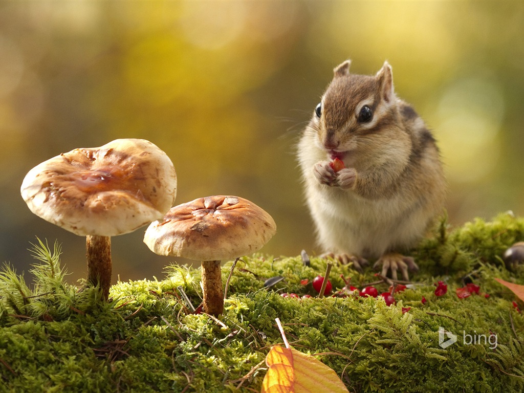 October 2014 Bing animal theme wallpaper #2 - 1024x768