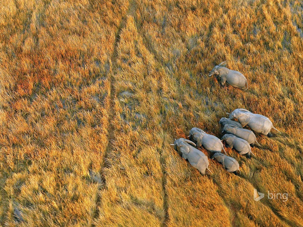 Října 2014 Bing zvíře téma wallpaper #3 - 1024x768