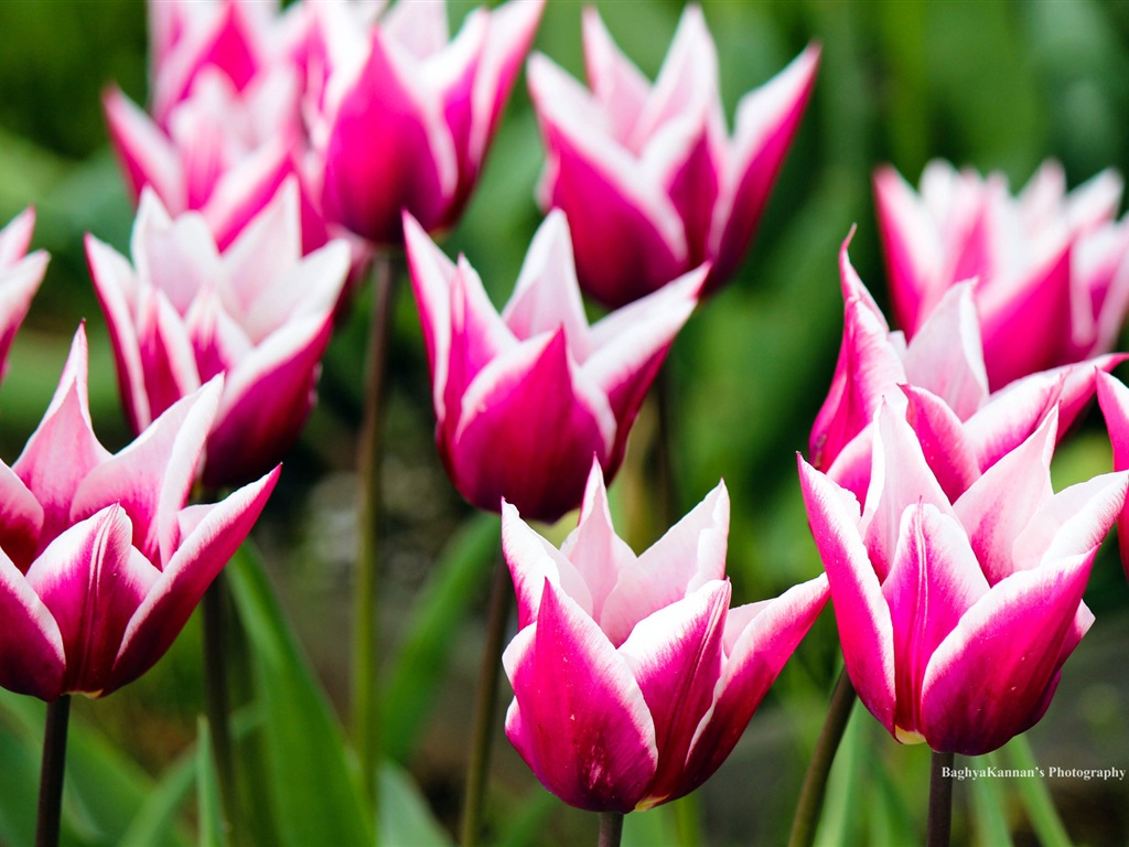 Belles fleurs de tulipes, de Windows 8 fonds d'écran HD à thème #1 - 1024x768