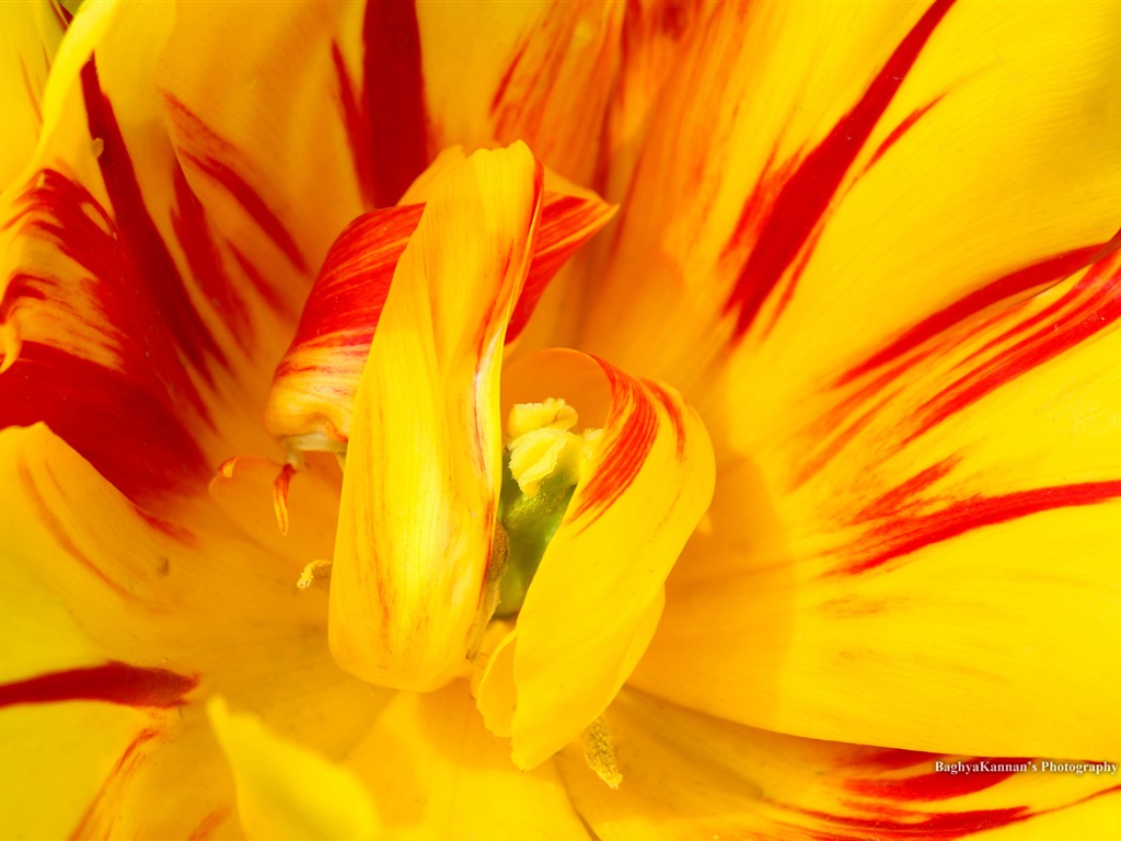 Belles fleurs de tulipes, de Windows 8 fonds d'écran HD à thème #2 - 1024x768