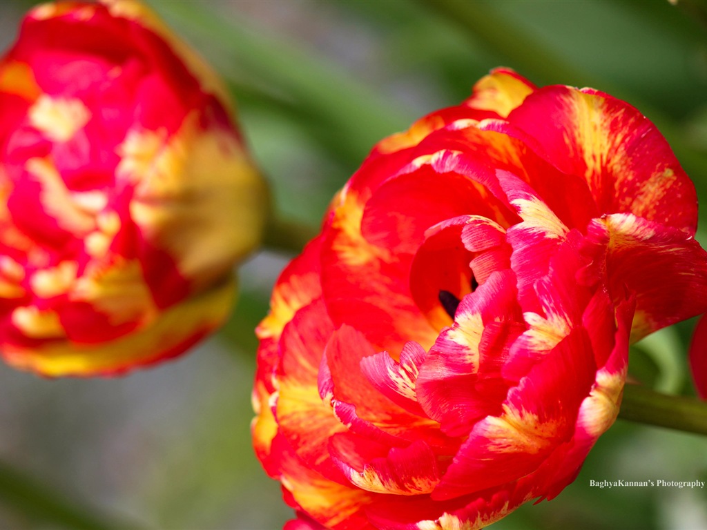 Belles fleurs de tulipes, de Windows 8 fonds d'écran HD à thème #3 - 1024x768
