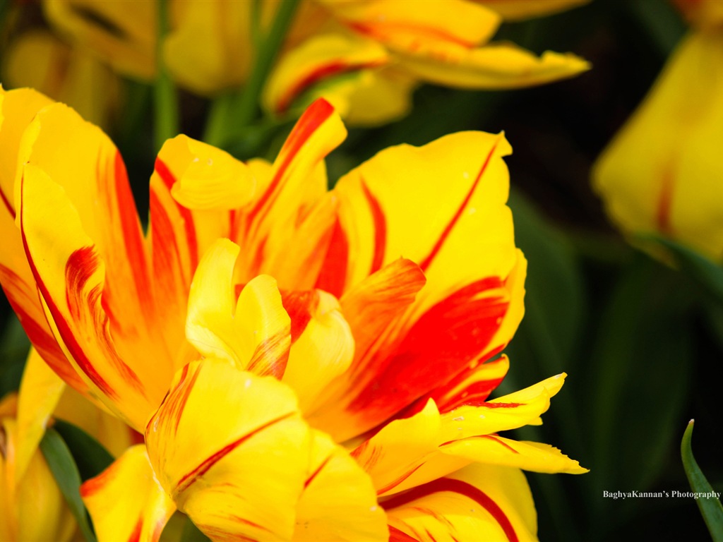 Belles fleurs de tulipes, de Windows 8 fonds d'écran HD à thème #4 - 1024x768