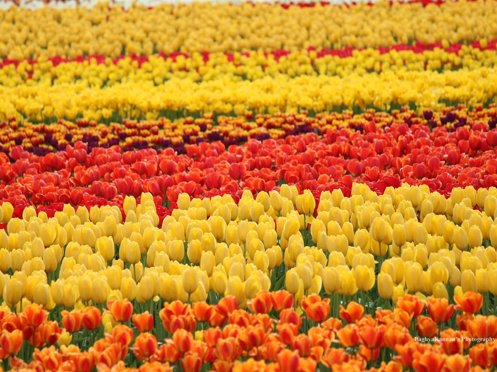 Belles fleurs de tulipes, de Windows 8 fonds d'écran HD à thème #5 - 1024x768