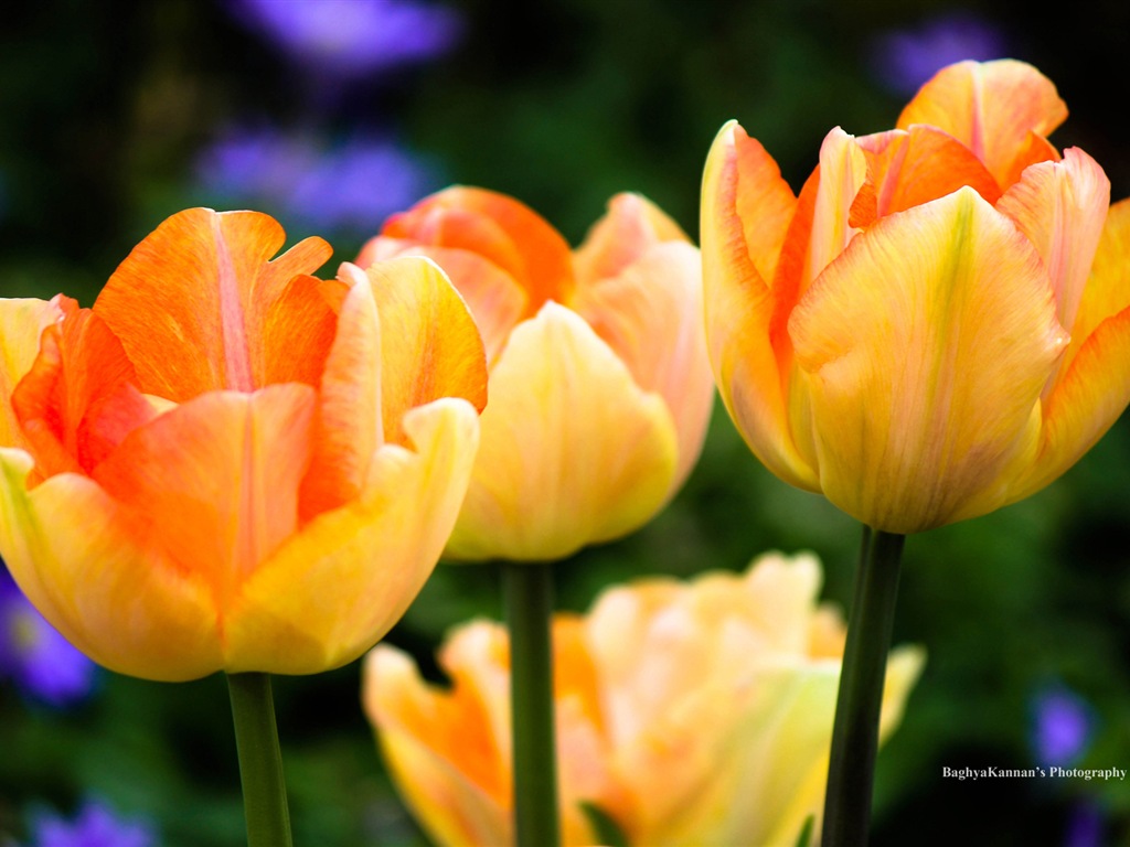 Hermosas flores de tulipán, Ventanas fondos de pantalla de alta definición de 8 temáticos #6 - 1024x768