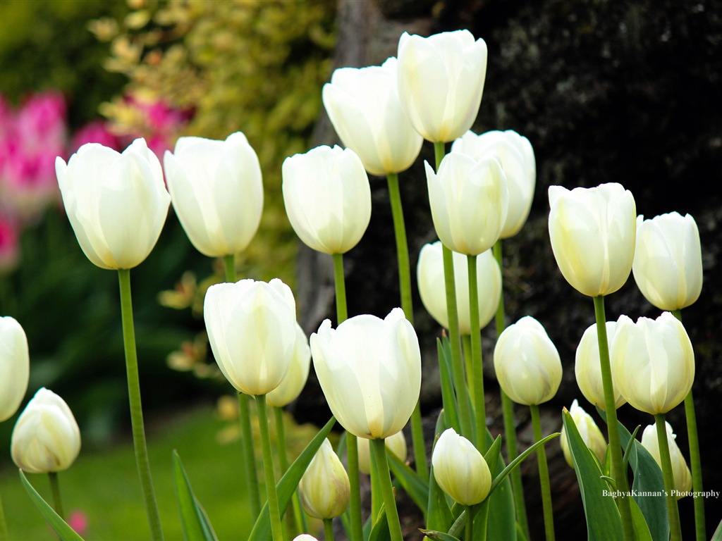 Belles fleurs de tulipes, de Windows 8 fonds d'écran HD à thème #7 - 1024x768