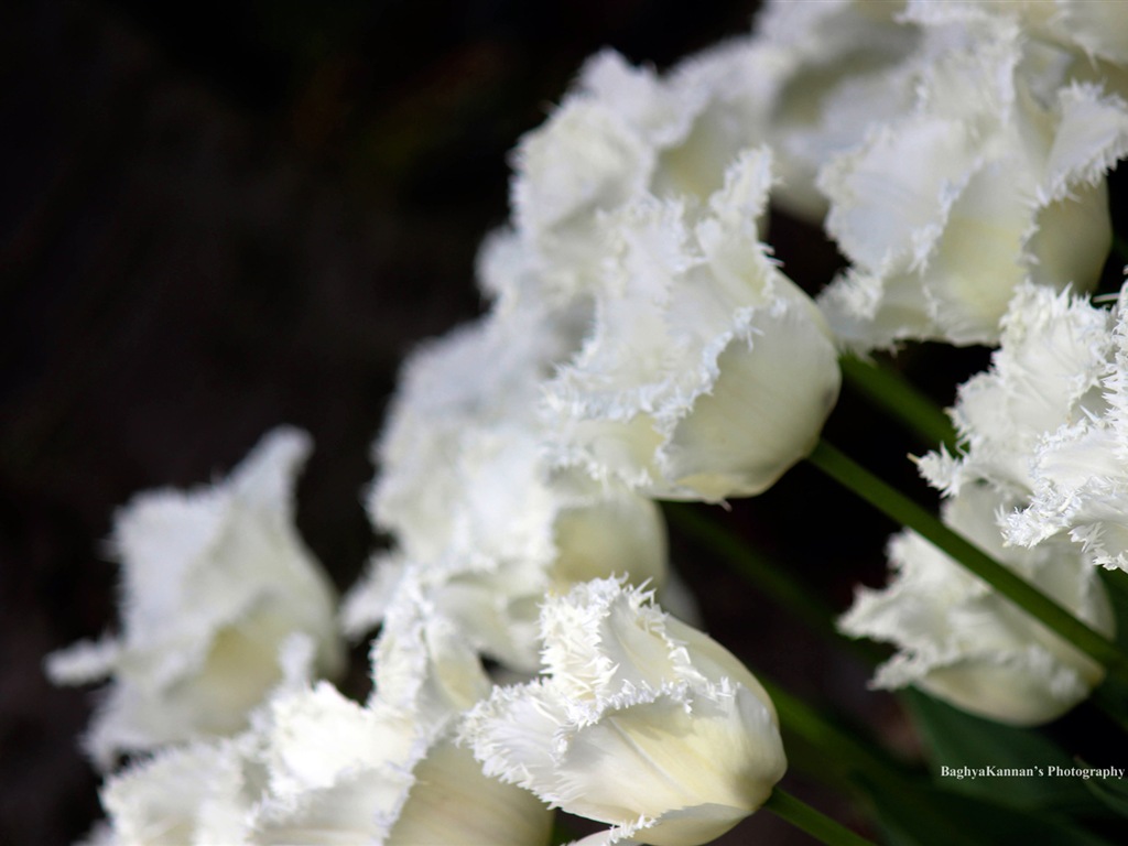 Belles fleurs de tulipes, de Windows 8 fonds d'écran HD à thème #8 - 1024x768