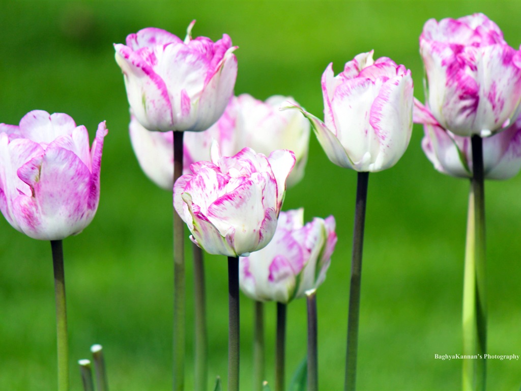 Belles fleurs de tulipes, de Windows 8 fonds d'écran HD à thème #9 - 1024x768