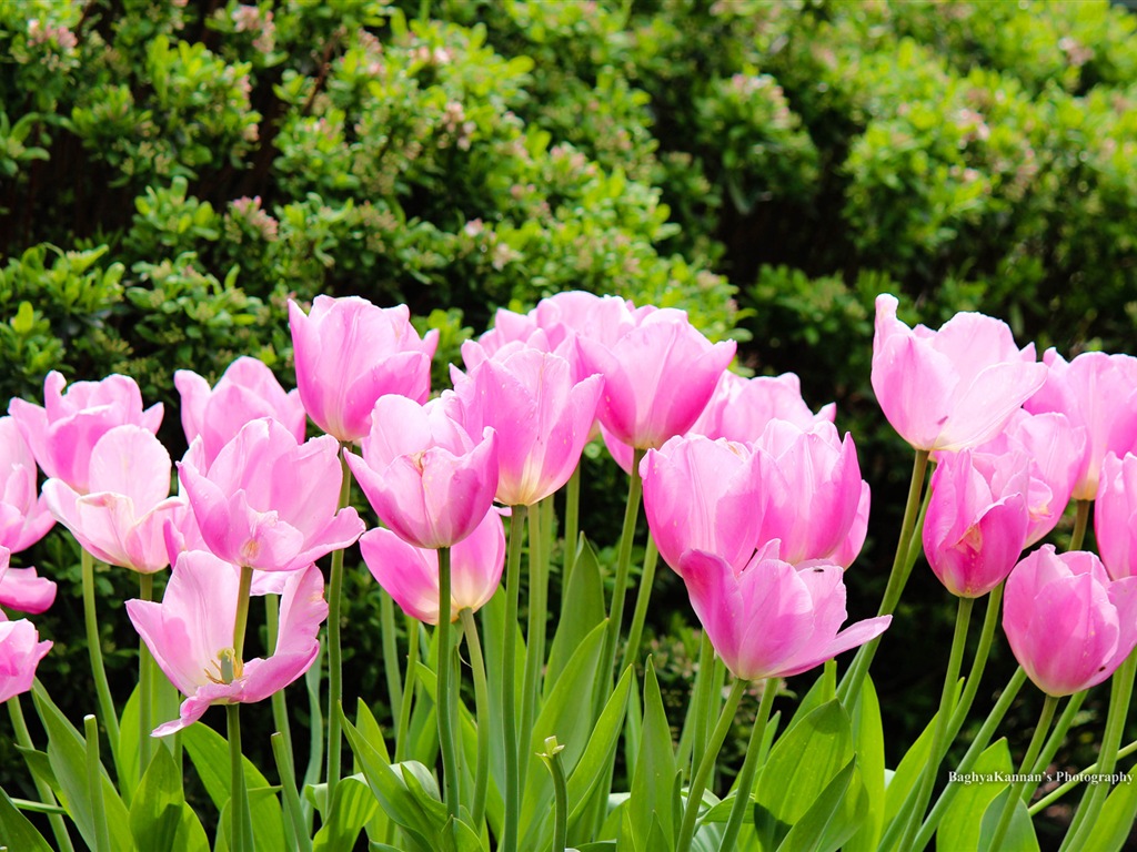 Belles fleurs de tulipes, de Windows 8 fonds d'écran HD à thème #10 - 1024x768