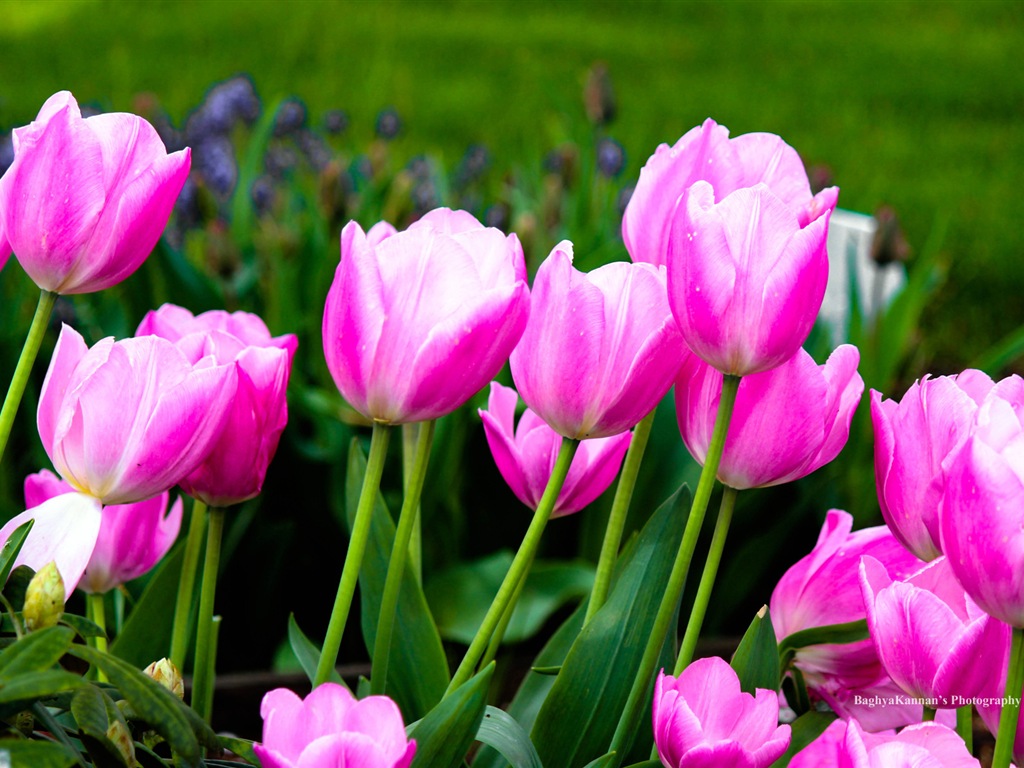 Belles fleurs de tulipes, de Windows 8 fonds d'écran HD à thème #11 - 1024x768