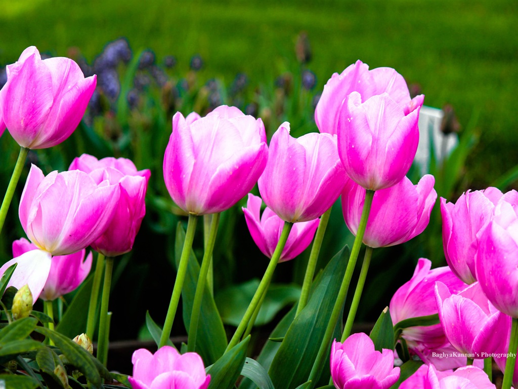 Krásné květy tulipánů, Windows 8 téma HD Tapety na plochu #11 - 1024x768